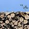 ЕК може да затегне правилата за изгарянето на биомаса като зелено гориво