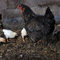 Все повече местни власти в САЩ разрешават отглеждането на пилета в домашни условия