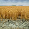 Рисковете от по-гореща Европа: намалени реколти, засушаване и безводие