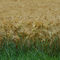 Едрите зърнопроизводители ще взимат по-малко евросубсидии