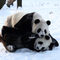 Снимка на деня: Обитатели на зоологическата градина Pairi Daiza в Брюжелет се радват на обилния сняг